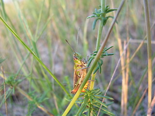 Stenobothrus lineatus
