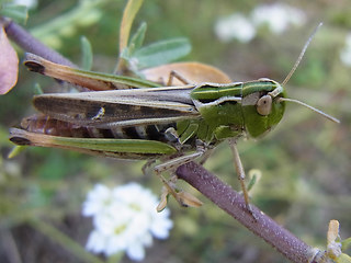 Stenobothrus nigromaculatus