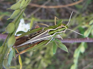 Stenobothrus nigromaculatus