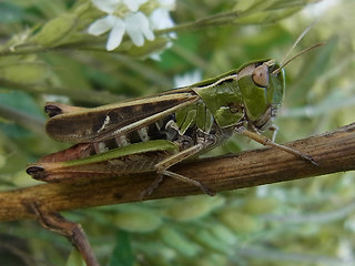 Stenobothrus nigromaculatus