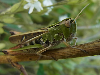 Stenobothrus nigromaculatus