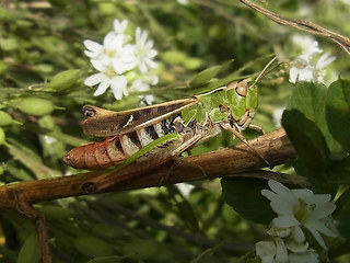 Stenobothrus nigromaculatus