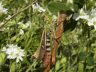 Stenobothrus nigromaculatus