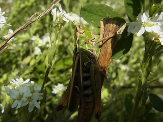 Stenobothrus nigromaculatus