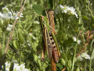 Stenobothrus nigromaculatus