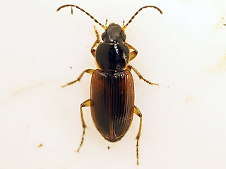 Stenolophus mixtus
