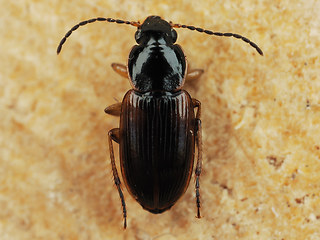 Stenolophus mixtus