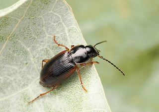 Stenolophus mixtus