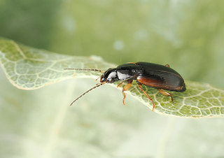 Stenolophus mixtus
