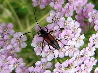 Stenurella bifasciata