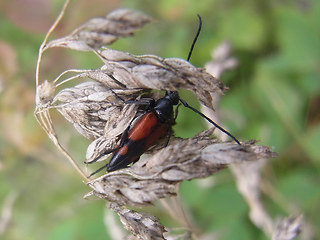 Stenurella bifasciata