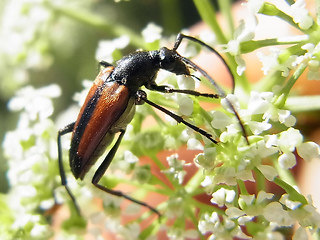 Stenurella melanura