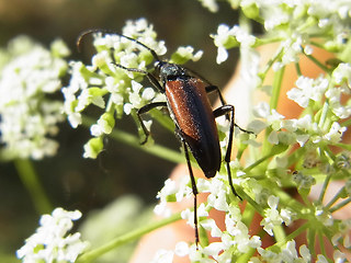 Stenurella melanura