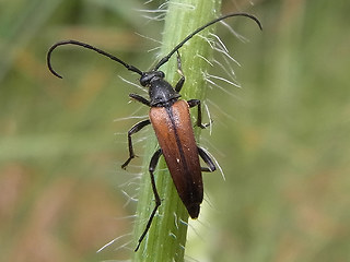 Stenurella melanura