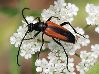 Stenurella melanura