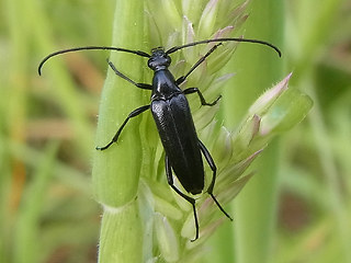 Stenurella nigra