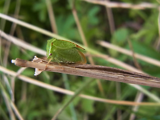 Stictocephala bisonia