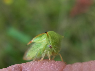 Stictocephala bisonia