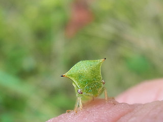 Stictocephala bisonia