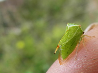 Stictocephala bisonia