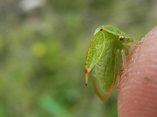 Stictocephala bisonia