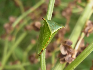 Stictocephala bisonia
