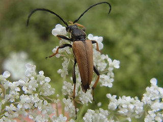 Stictoleptura rubra