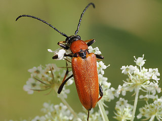 Stictoleptura rubra