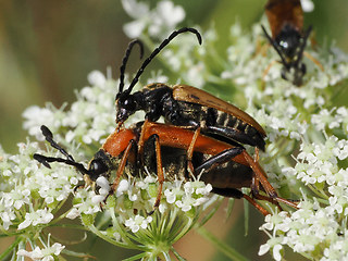 Stictoleptura rubra