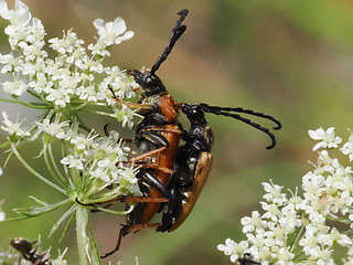 Stictoleptura rubra