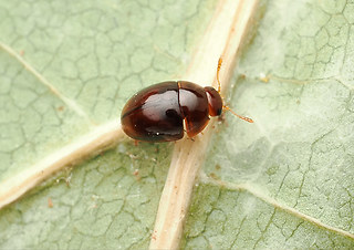 Stilbus testaceus