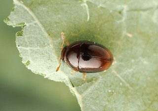 Stilbus testaceus