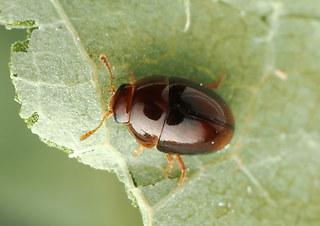 Stilbus testaceus