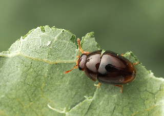 Stilbus testaceus