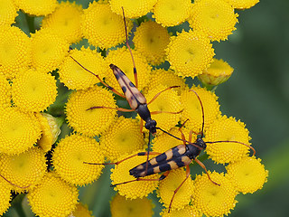 Strangalia attenuata