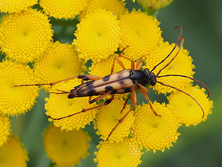 Strangalia attenuata