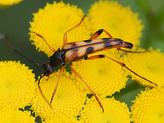 Strangalia attenuata