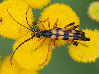 Strangalia attenuata