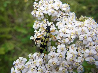 Strangalia maculata