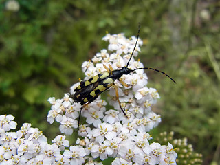 Strangalia maculata