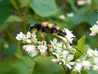 Strangalia maculata