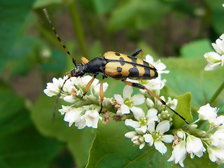 Strangalia maculata