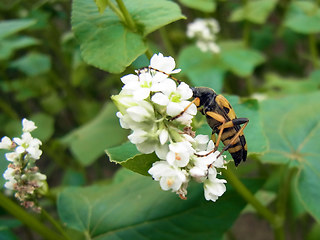 Strangalia maculata