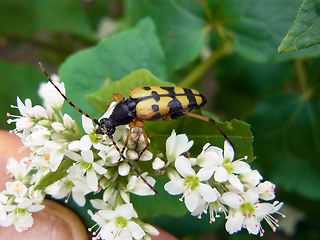 Strangalia maculata