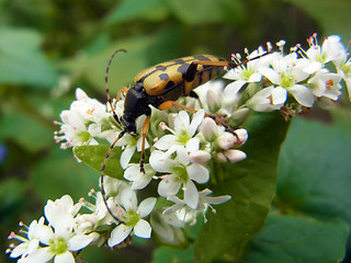 Strangalia maculata