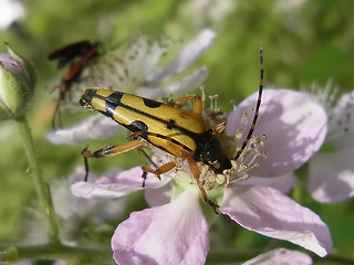 Strangalia maculata