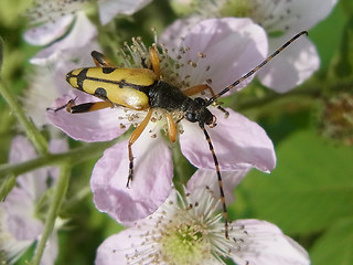 Strangalia maculata