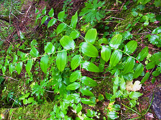 Streptopus amplexifolius