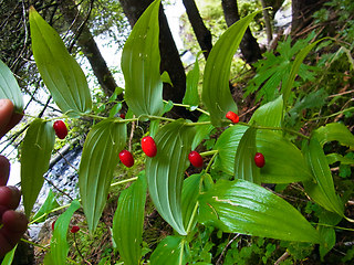 Streptopus amplexifolius