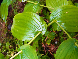 Streptopus amplexifolius